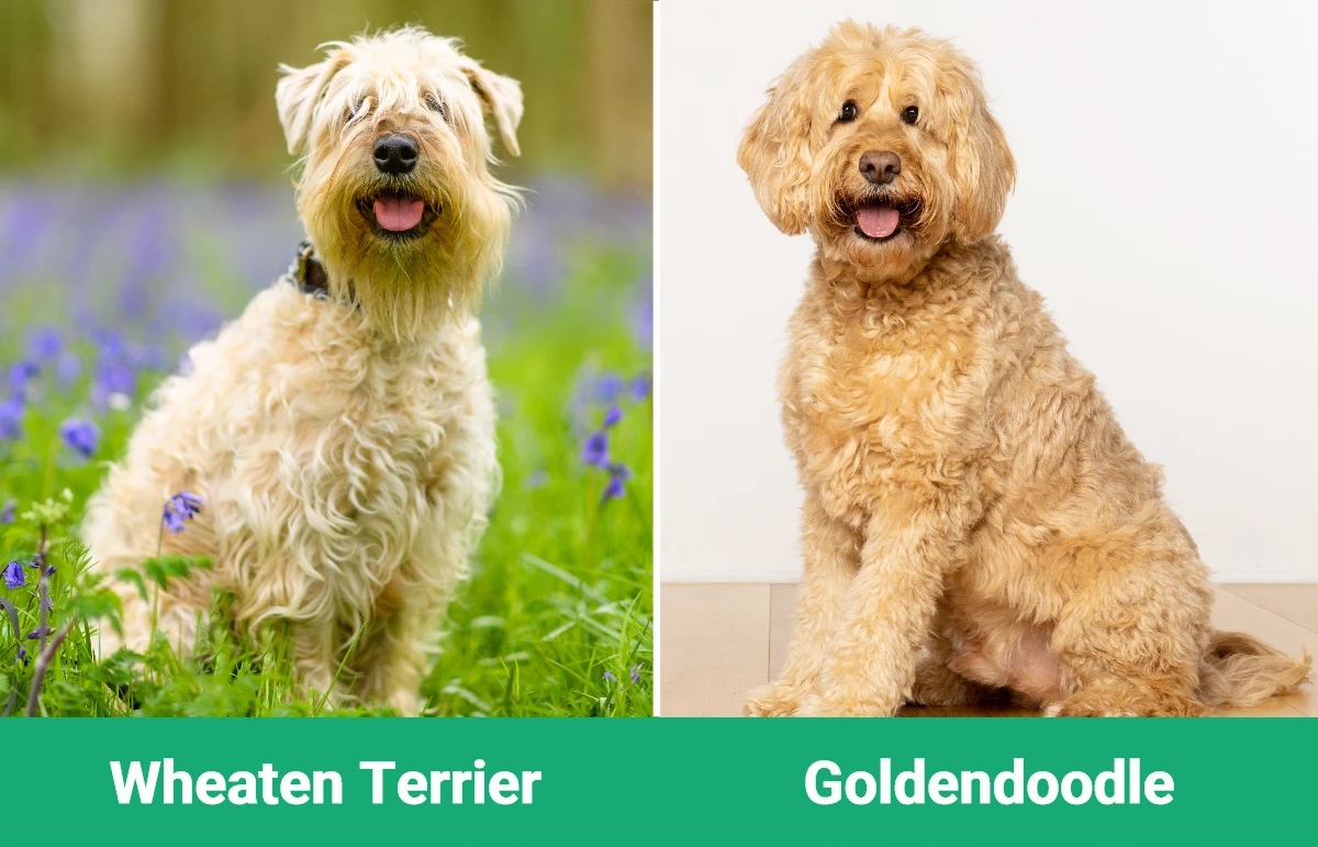 Wheaten Terrier vs Goldendoodle - Visual Differences