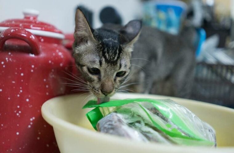 a tabby cat licking some plastic