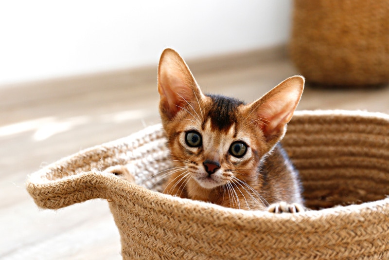 Abyssinian Kitten Sitting In The Basket Evrymmnt Shutterstock 