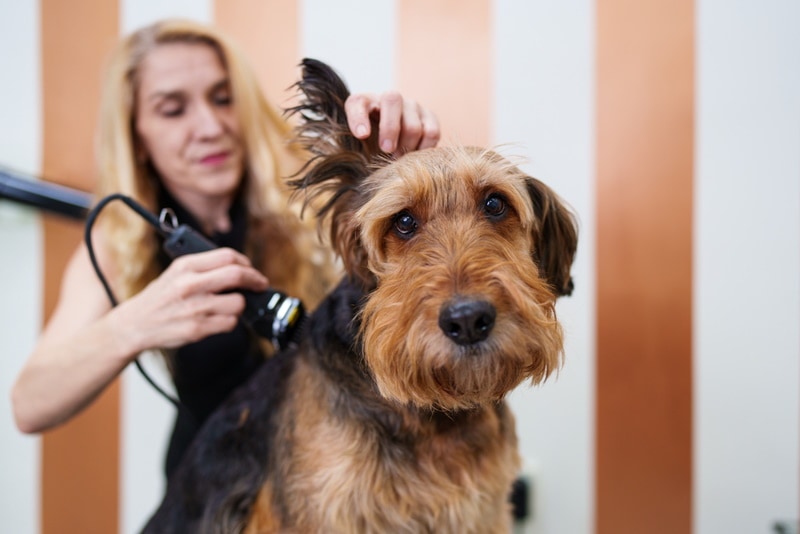 airedale terrier dog grooming