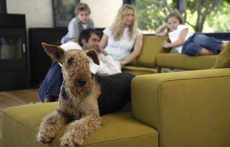 airedale terrier dog on a sofa with a family in the background