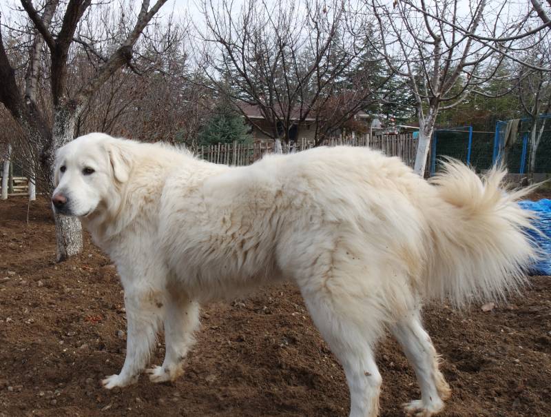 akbash anatolian dog sheepdog