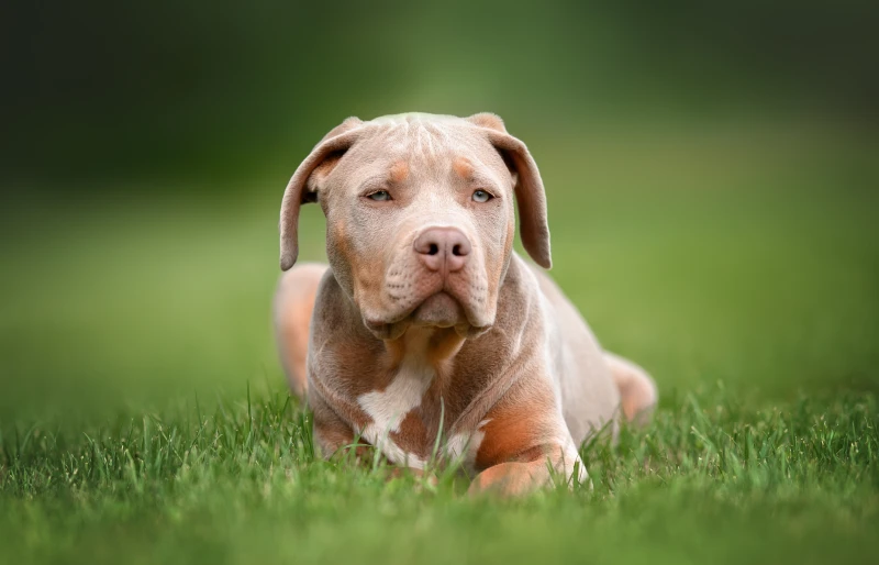 american bully xl puppy dog lying on the grass outdoors
