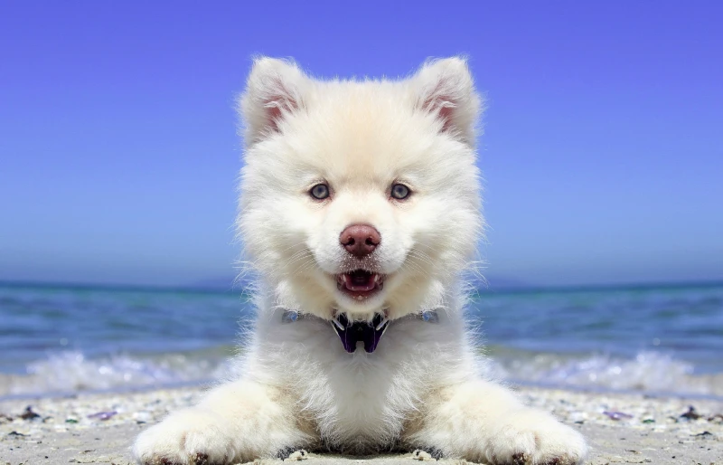 american eskimo dog puppy lying on the beach