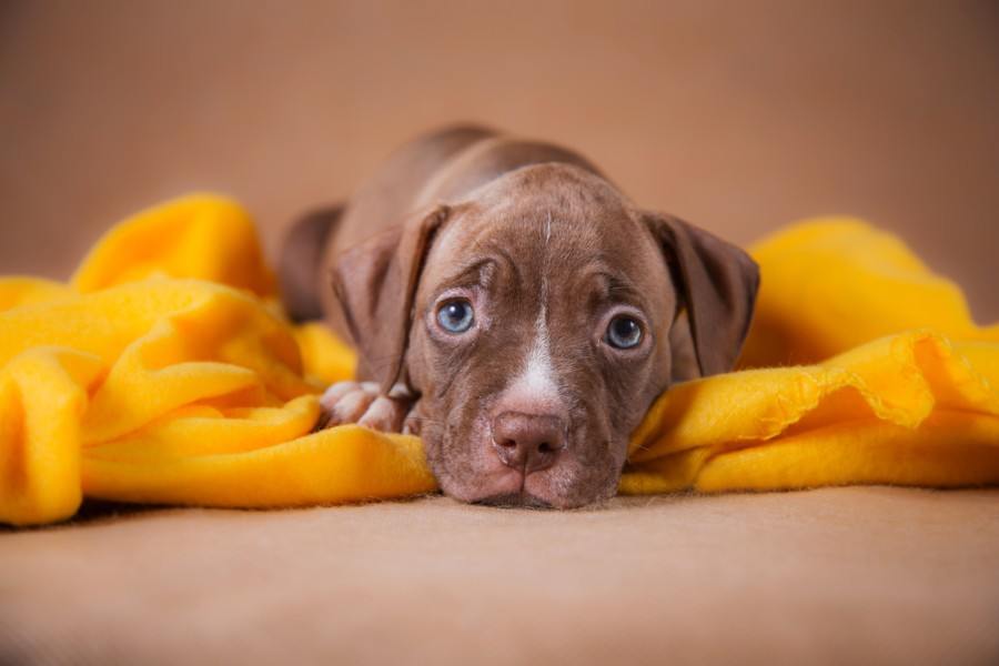 american pitbull terrier puppy