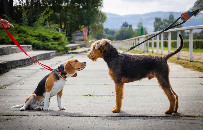 beagle and airedale terrier dogs socializing on a walk outdoors