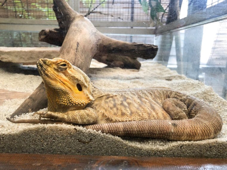 bearded dragon inside enclosure
