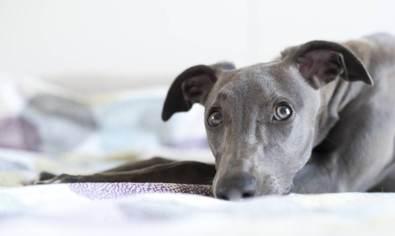 blue whippet lying in bed