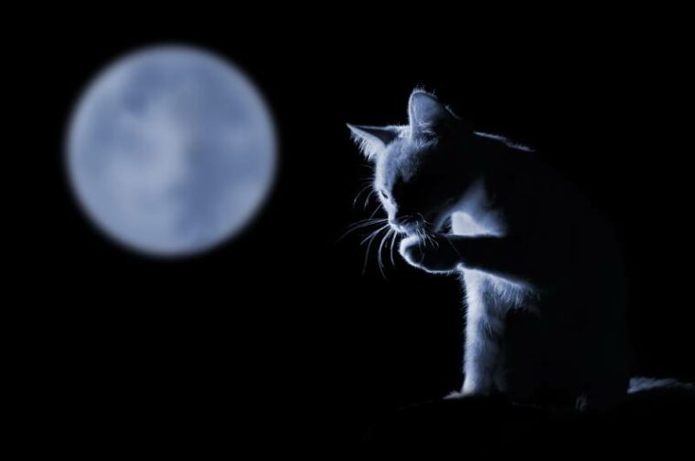 cat against the moon