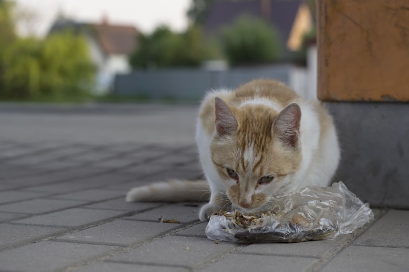 cat eating from a plastic bag outside