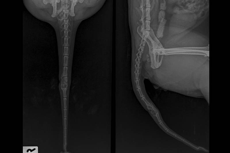 cat side and front view tail x ray deformation
