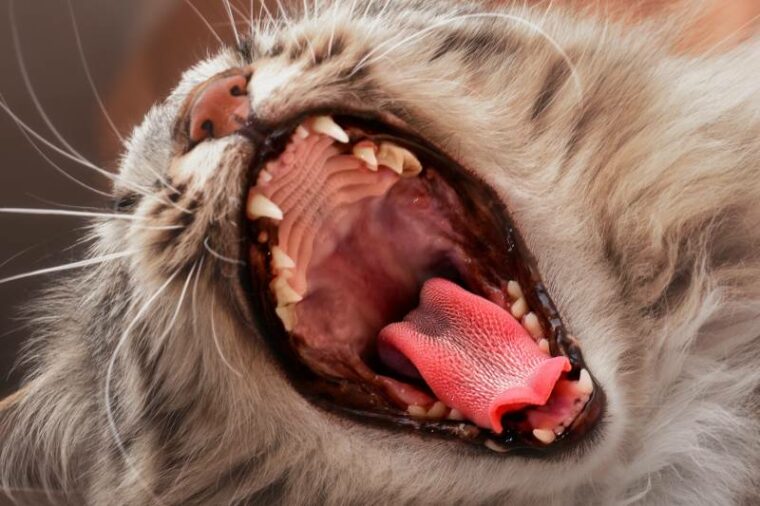 cat's tongue in its open mouth close-up