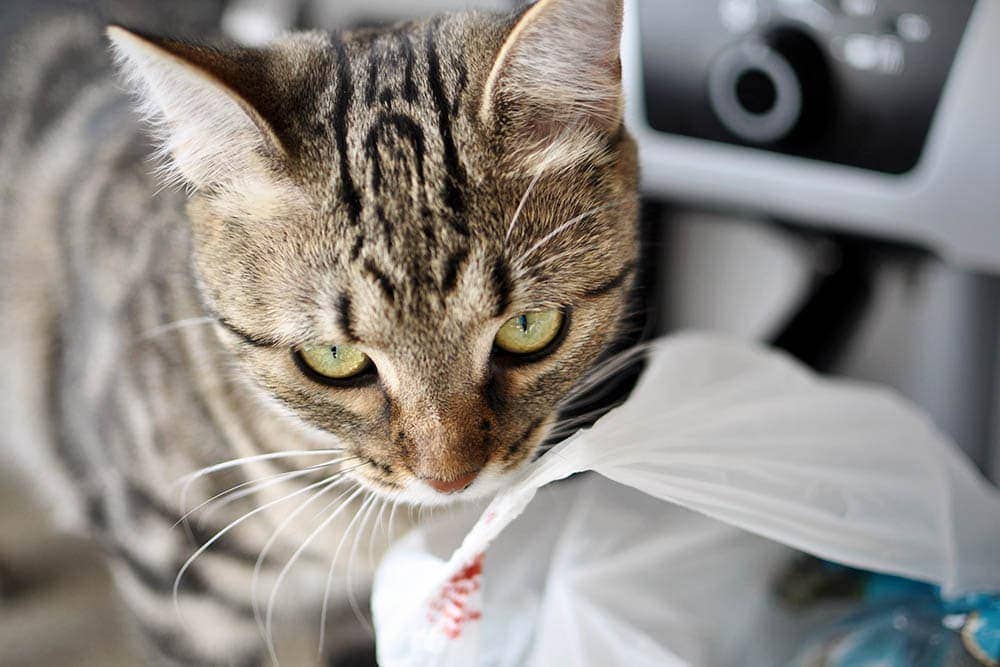 close up of a cat trying to lick plastic