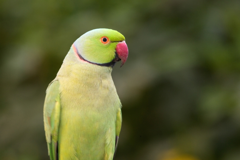 close up of a ringneck parrot