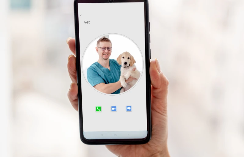 close up of hand holding a mobile phone to call a vet with a golden retriever dog on the picture