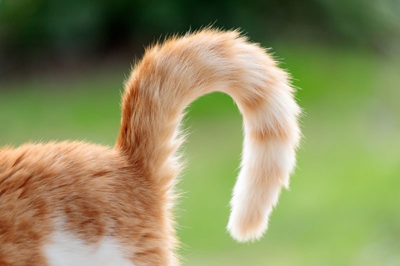 closeup of a curled cat's tail