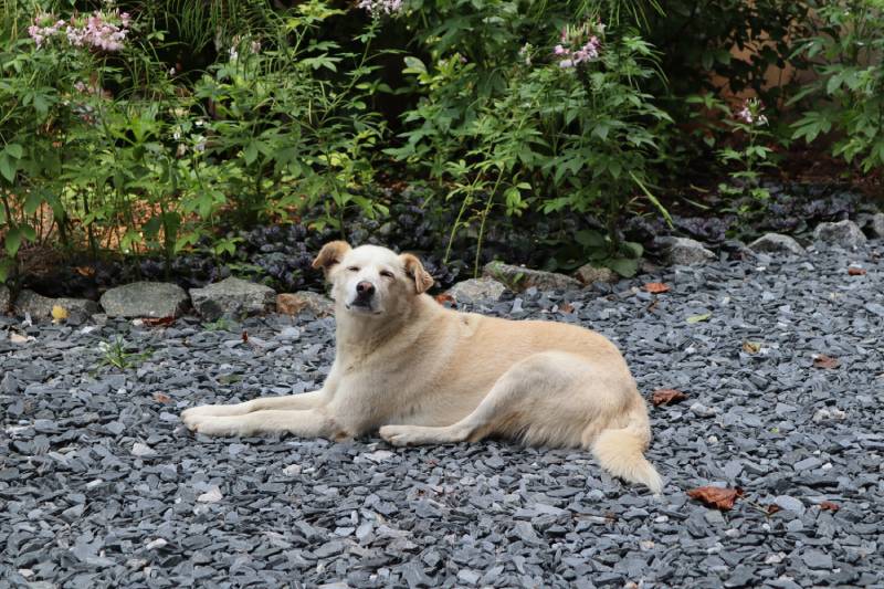 cute adorable Aidi dog laying on a pebbles stone ground