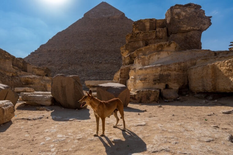 dog at the great pyramid