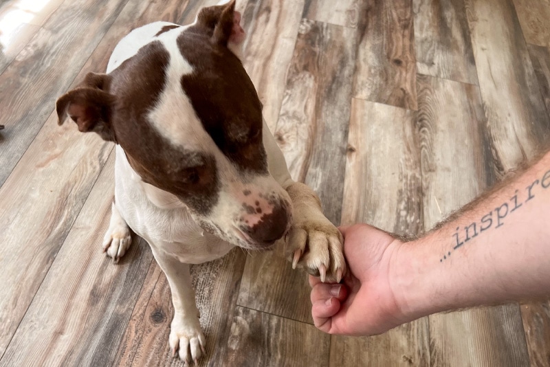 A dog shakes its owner's hand