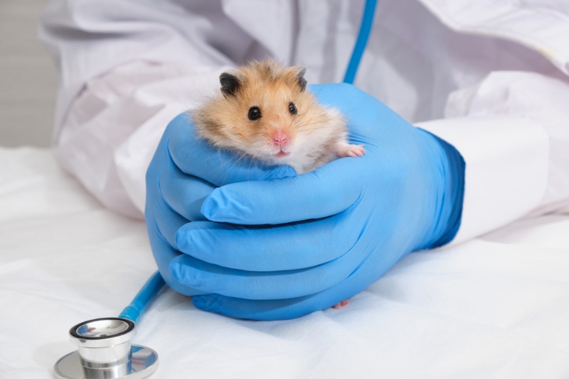 fluffy Syrian hamster in the hands of a vet