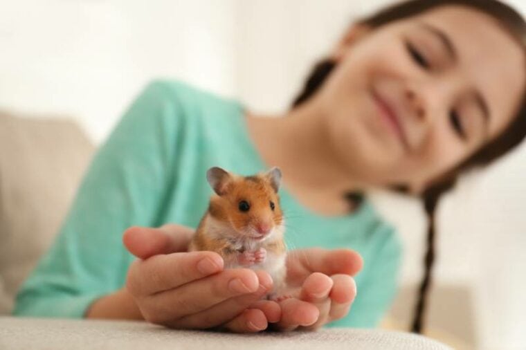 girl holding cute hamster at home