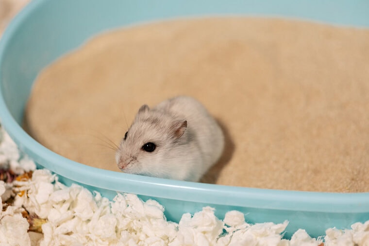 hamster having a sandbath