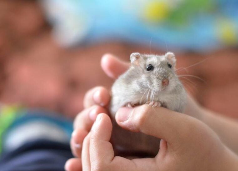 kid holding a cute grey hamster