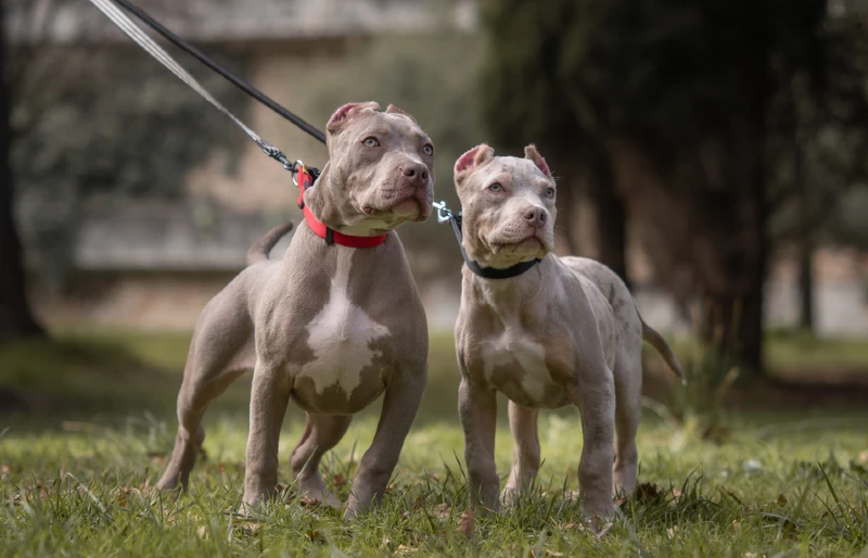 male and female american bully xl puppy dogs on leashes outdoors