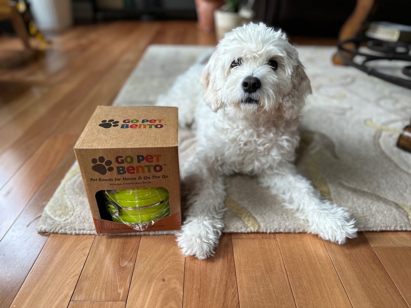 nora lying next to healthy human go pet bento bowls packaging