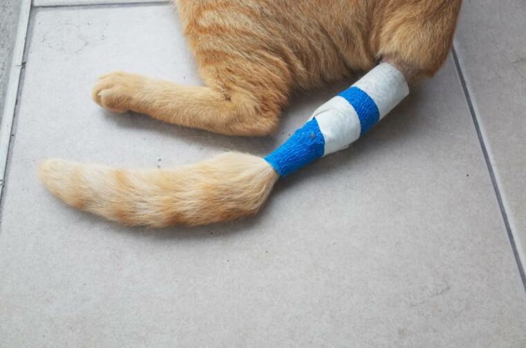 orange cat injured at the tail with a bandage