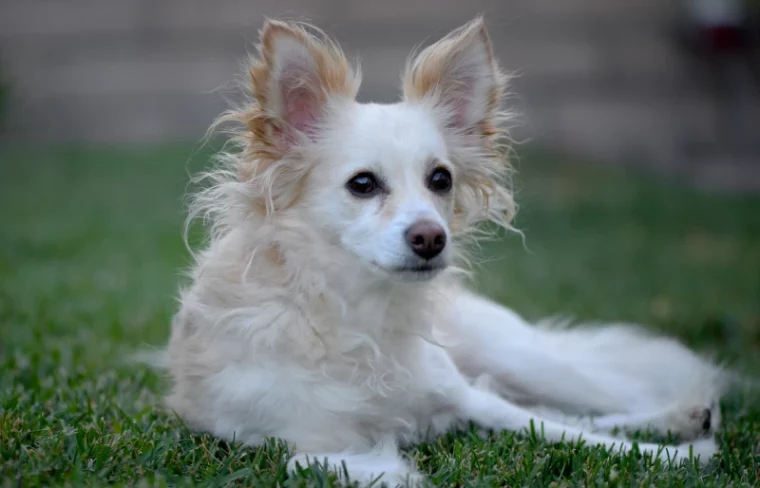 papshund or papillon chihuahua mix breed dog