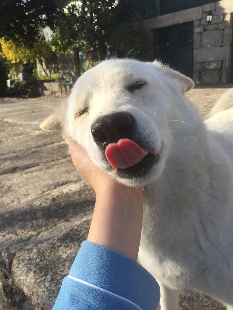person rubbing samoyed labrador mix dog's head