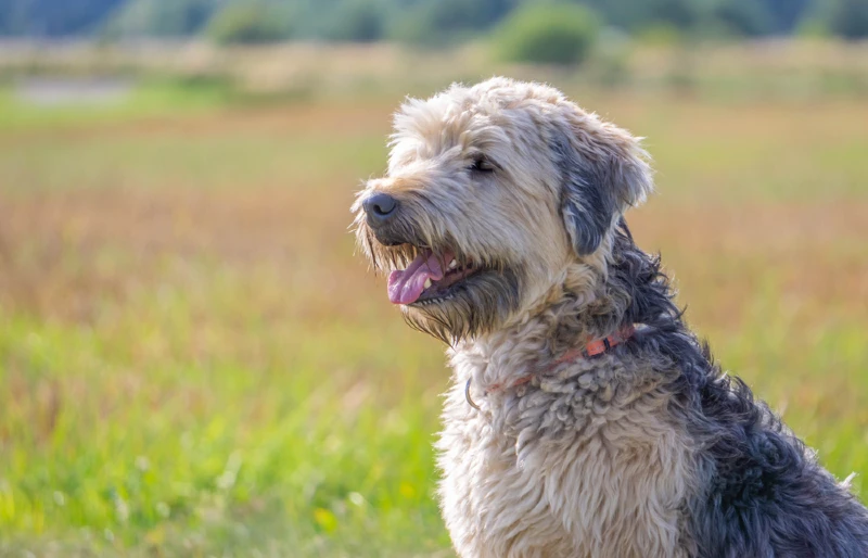 portrait shot of a Soft-coated Wheaten Terrier dog in a field