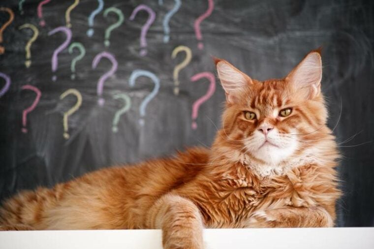 red maine coon cat laying on a table against question mark background