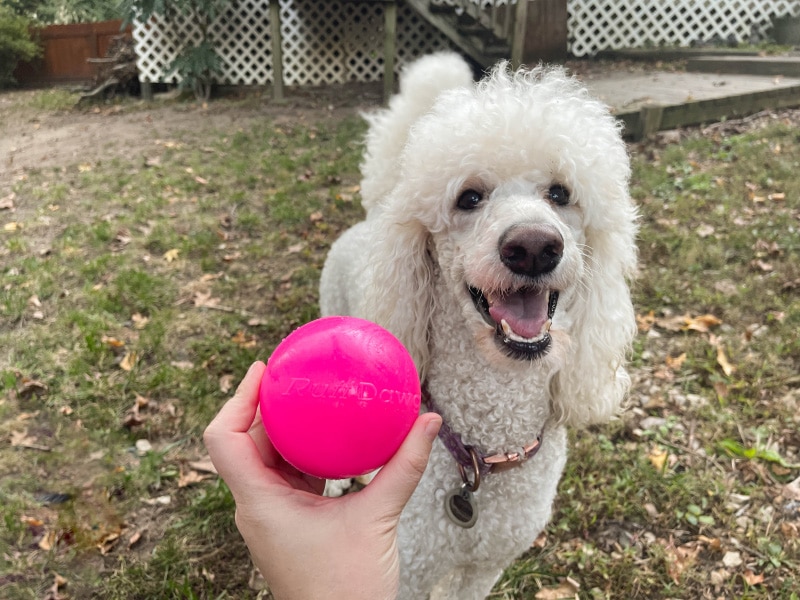 Ruff Dog Indestructible Ball - Blanche is waiting for the game