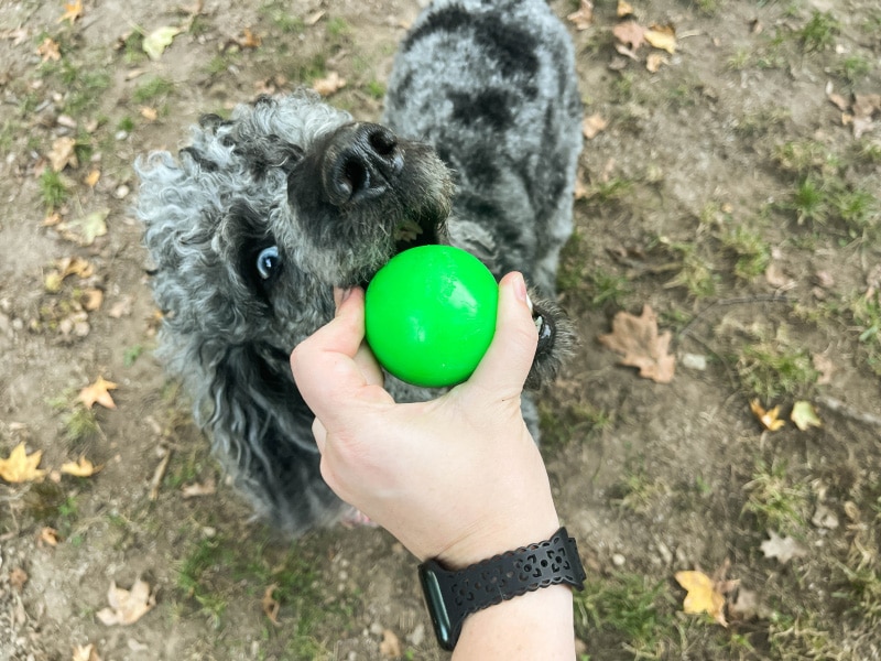 ruff dawg indestructible ball - zeta biting the toy