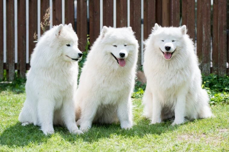 samoyed dogs sitting on the grass