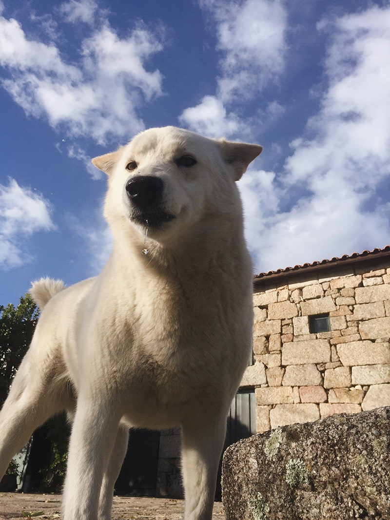 Samoyed Labrador mix dog standing outdoors