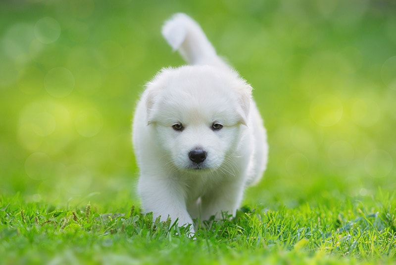 samoyed labrador mix puppy walking on the grass