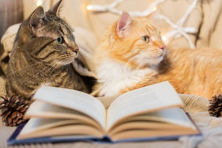 two cats lying on sofa with book at home in winter