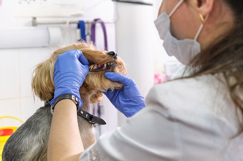 veterinarian examining dog's teeth