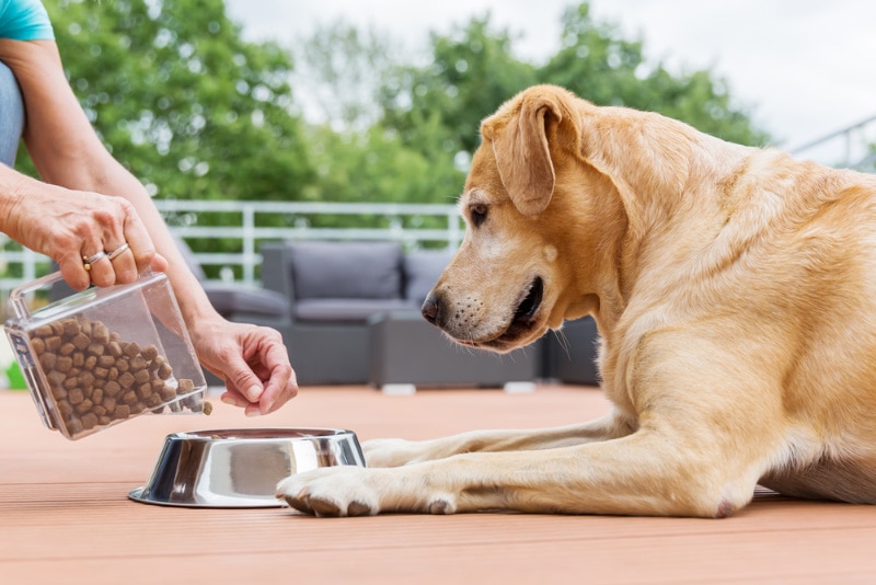 woman giving dog food to her labrador retriever