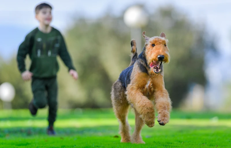 young airedale terrier dog running without leash outdoors with a boy in the background