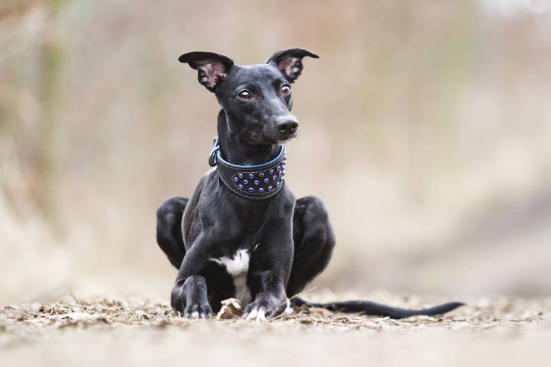 young black whippet dog puppy sitting outdoors