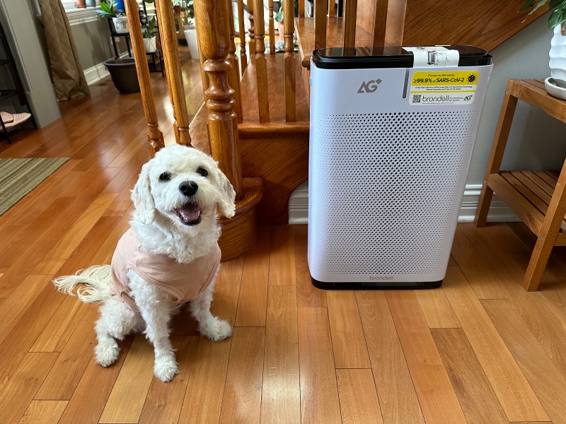 Brondell Pro Sanitizing Air Purifier - nora sitting next to the air purifier
