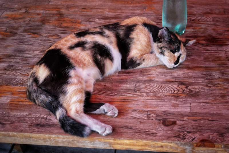 Calico cat sleeping next to a water bottle
