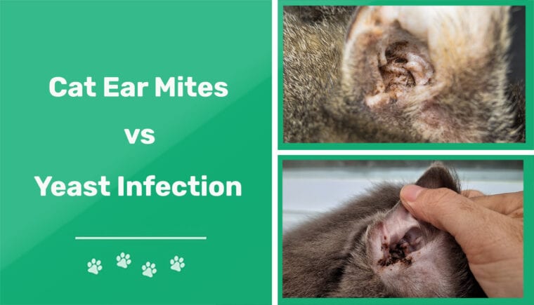 Cat Ear Mites vs Yeast Infection