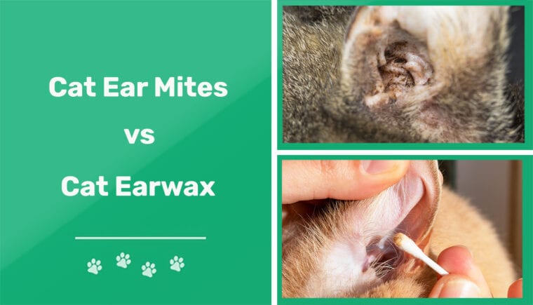 Cat Ear mites vs Cat Earwax