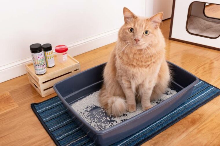Cat sitting near specimen cup and impermeable pearl litter for urine test