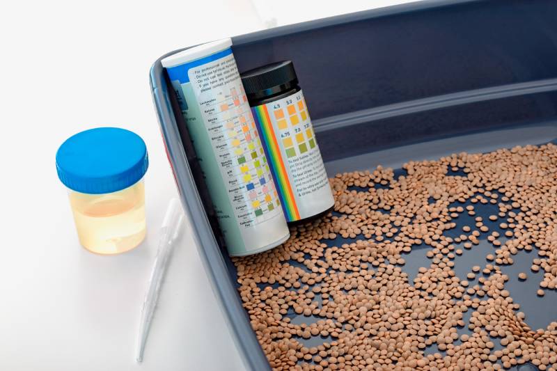 Comparison between lentils and waterproof sand for urine test